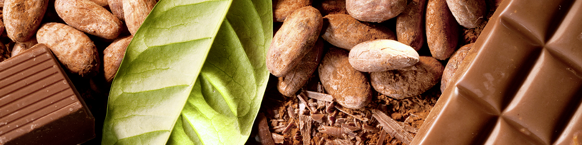 Bước tiến lớn cho ngành sản xuất cacao